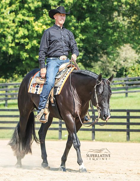 Western Pleasure Outfit, Western Pleasure Horses, Barrel Racing Saddles, Horse Halters, Horse Show Clothes, Western Photography, Barrel Racing Horses, American Quarter Horse, Western Riding