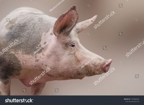 Profile View Animal Portrait Big Domestic Stock Photo 1756068536 | Shutterstock Head Side View, Pig Head, Profile View, Side Profile, Side View, Pet Portraits, Photo Editing, Photo Image, Royalty Free Stock Photos