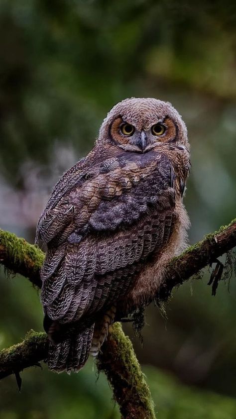 Owls Lovers Nighttime Forest, Baby Barn Owl, Baby Barn, Forest Mural, Colorful Owls, Owl Pictures, Great Horned Owl, Rare Animals, Owl Lovers