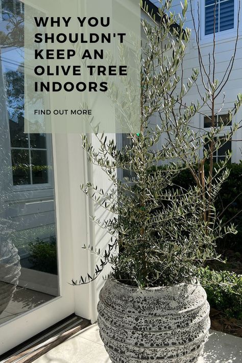 Indoor Olive Tree, Growing Olive Trees, Olive Plant, Trendy Plants, Mediterranean Garden, Olive Trees, Plants Garden, Reno Ideas, Olive Tree