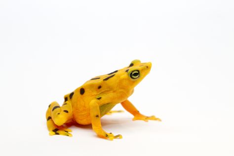 Golden Frog, Conservation Biology, Interesting Animals, Frog And Toad, Reptiles And Amphibians, Endangered Species, Central America, Amphibians, Toad