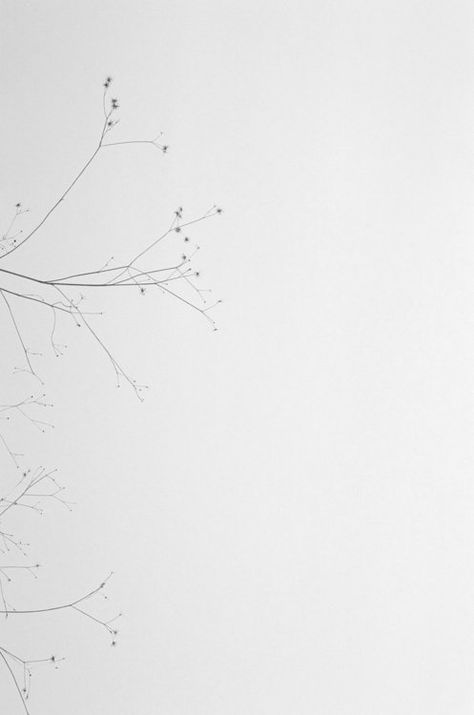 Archillect on Twitter: "… " Credence Barebone, Minimal Plant, Minimalist Photography, 背景 シンプル, Minimalist Wallpaper, Aesthetic Colors, Shades Of White, White Photo, White Wallpaper