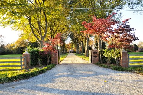 Tree-lined driveway | Flickr - Photo Sharing! Driveway With Trees, Farm Gates Entrance, Driveway Landscape, Lined Driveway, Driveway Entrance Landscaping, Farm Entrance, Tree Lined Driveway, Front Gardens, Driveway Entrance