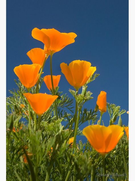 Flowers Aesthetic Painting, Orange Flowers Aesthetic, Poppies Tattoo, Fleur Orange, Orange Poppy, Flowers Aesthetic, California Poppy, Aesthetic Painting, Poppy Flower