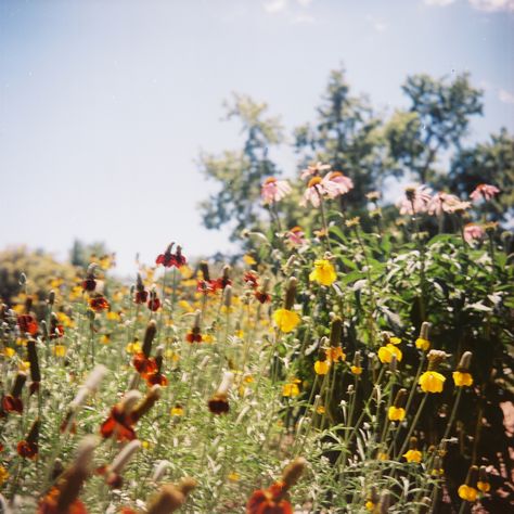 120mm Film, Remus Lupin Sirius Black, Flower Film, Dreamy Photography, Cedric Diggory, Kodak Portra, Film Inspiration, Wizarding World, Film Photography