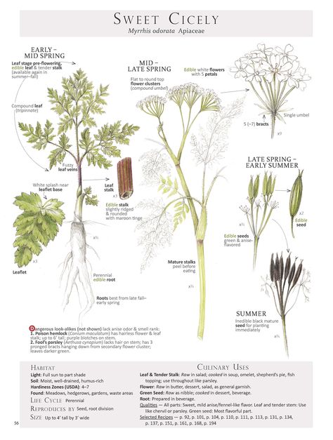 Wendy Hollender, Sweet Cicely, Wild Crafting, Wild Foraging, Edible Wild Plants, Wild Edibles, Plant Identification, Books Art, Draw Art