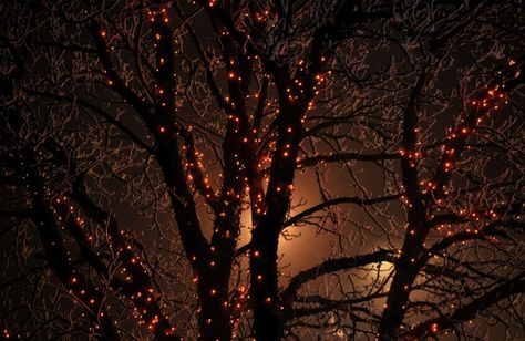 Facebook cover picture/photo. - Halloween lights in a tree. Dark Autumn, Season Of The Witch, Halloween Lights, Best Seasons, Fall Aesthetic, Autumn Cozy, Autumn Aesthetic, Samhain, Hallows Eve