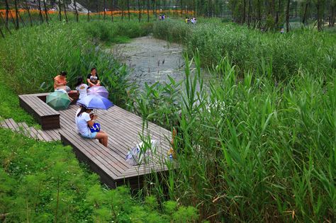 Image 8 of 23 from gallery of Minghu Wetland Park / Turenscape. Photograph by Turenscape Wetland Park, Landscape And Urbanism, Landscape Architecture Design, Urban Park, River Bank, Water Management, Rain Garden, Green City, Parking Design