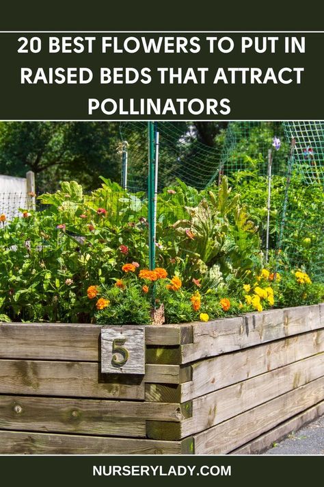 20 Best Flowers for Raised Garden Beds, 
Pollinator-Attracting Flowers, 
Raised Bed Gardening Ideas, 
Colorful Flowers for Pollinators, 
Perennial Flowers for Raised Beds, 
Attracting Bees and Butterflies to Your Garden, 
Raised Garden Design with Pollinator-Friendly Flowers, 
Flowers to Attract Bees and Birds, 
Raised Garden Planting for Pollinator Habitat, 
Beautiful Flowers for Raised Garden Boxes. Raised Bed Pollinator Garden, Best Flowers For Raised Flower Beds, Raised Bed Perennial Garden, Flowers In Raised Garden Beds, Raised Flower Beds In Front Of House, Gardening Containers, Plants For Raised Beds, Vegetable Beds Raised, Pollinator Plants