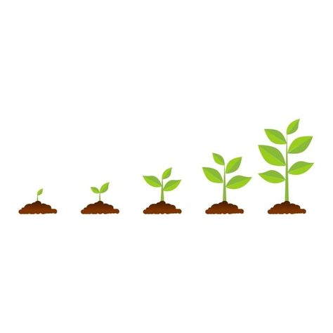 bean,bio,botanical,branch,care,co2,co2 emission,co2 molecule,cultivation,cycle,development,eco,ecology,environment,evolution,flat,foliage,germination,green,ground,grow,growing,growth,icon,infographic,leaf,natural,nature,organic,oxygen,phase,plant,plant growing,process,progress,result,sapling,seed,seedling,sequence,set,soil,spring,sprout,stem,step,tree,vector,tree vector,leaf vector,infographic vector,plant vector,color vector,green vector,nature vector,spring vector,branch vector,greenery,enviro Growth Icon, Seed Illustration, Vector Leaf, Tree Growth, Plant Icon, Christmas Tree Background, Tree Vector, Green Ground, Cartoon Cartoon