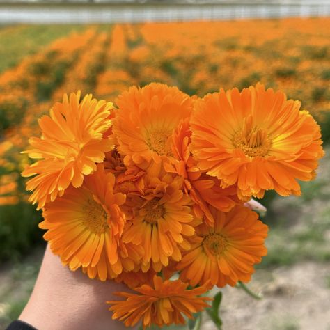 Calendula 🧡 Did you know you can harvest multiple times? You can harvest calendula flowers multiple times during a season. Calendula plants will rebloom in about two weeks after being harvested. Calendula Aesthetic, Drying Calendula Flowers, Dried Calendula, Calendula Flower Aesthetic, Calendula Flower Wallpaper, Calendula Touch Of Red Buff, Calendula Flower, Canning, Flowers