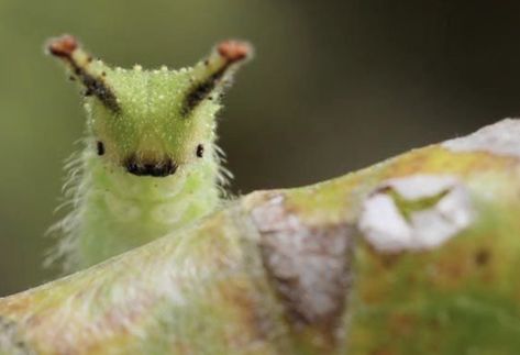 Emperor Caterpillar, Japanese Emperor, Cute Bugs, Vocaloid Funny, Cool Bugs, Cool Animals, Beautiful Bugs, Creepy Crawlies, Pretty Animals