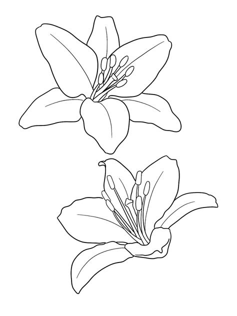 Digital download for procreate only.  Nothing will be shipped Easy Floral Painting, Procreate Floral, Flowers Outline, Outline Flowers, Realistic Flower Drawing, Flower Line Drawing, Summer Room Decor, Garden Coloring, Fake Skin