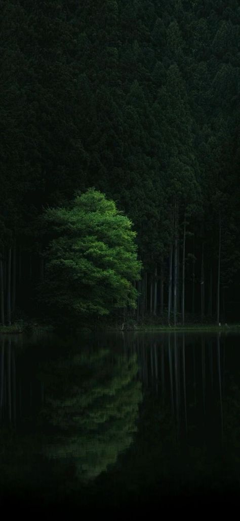 Dark Nature Aesthetic Wallpaper, Green Forest Wallpaper, Forest Wallpaper Iphone, Dark Green Forest, Dark Forest Aesthetic, Dark Green Wallpaper, Dark Landscape, Dark Green Aesthetic, Dark Green Background