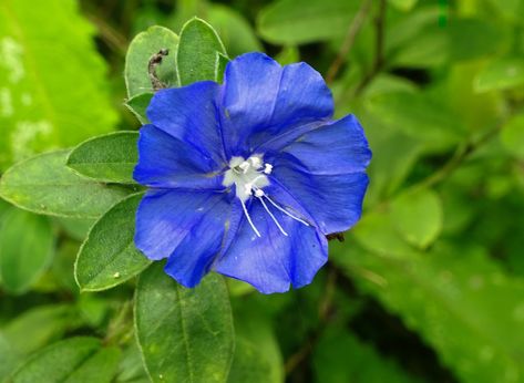 Blue Daze Plant Care | Plantly Blue Daze Plant, Flower Close Up, Coastal Gardens, Flower Gardening, Mini Succulents, Garden Oasis, Free Plants, Evergreen Shrubs, Lavender Flowers