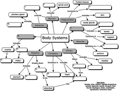 Body Systems Concept Map (for students to fill-in-the-blanks) Circulatory System For Kids, Human Body Organ System, Anatomi Dan Fisiologi, Digestive System Worksheet, Body Systems Worksheets, Human Body Worksheets, Human Body Organs, Basic Anatomy And Physiology, Map Worksheets