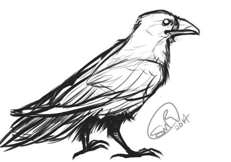 Raven Sketch, Raven Drawing, Draw So Cute, Raven Artwork, Crows Drawing, Raven Tattoo, Crow Art, Animal Anatomy, Raven Art