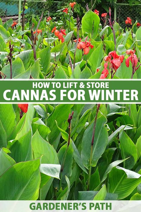 How To Store Canna Bulbs For Winter, Canna Lily Winter Storage, How To Over Winter Cannas, Over Wintering Canna Lilies, How To Store Canna Lily Bulbs, Overwinter Canna Lilies, Cannas Plant, Canna Lily Landscaping, Cana Lillies