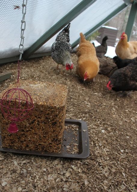 Flock Block - Tilly's Nest Flock Block, Urban Chicken Farming, Chickens In The Winter, Best Egg Laying Chickens, Egg Laying Chickens, Urban Chickens, Backyard Chicken Farming, Building A Chicken Coop, Free Range Chickens