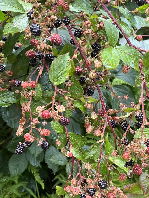 Blackberry picking days Blackberry Bush, Blackberry Picking, Botanical Inspiration, Heavenly Places, Mountain Homes, Creative Inspiration, Blackberry, Art Inspo, Natural Beauty