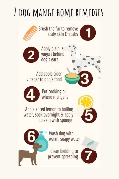 Learn how to treat your dog's mange with these 7 home remedies. #dog #mange How To Treat Mange In Dogs, Mange In Dogs How To Get Rid Of, Medicine Safe For Dogs, Sick Dog Remedies, Natural Dog Remedies, Dog Flea Remedies, Dog Mange, Health Checklist, Pet Remedies