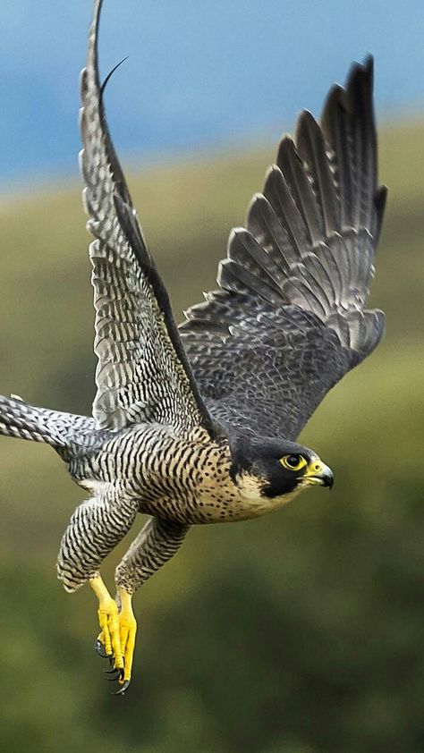 I am amazed by the healing potential of this raptor remedy.  Learn about the Peregrine Falcon in the mixed media creative Fly Free e-course! Raptors Bird, Regnul Animal, Wild Animals Photography, Eagle Pictures, Peregrine Falcon, Fly Free, المملكة العربية السعودية, Peregrine, Exotic Birds