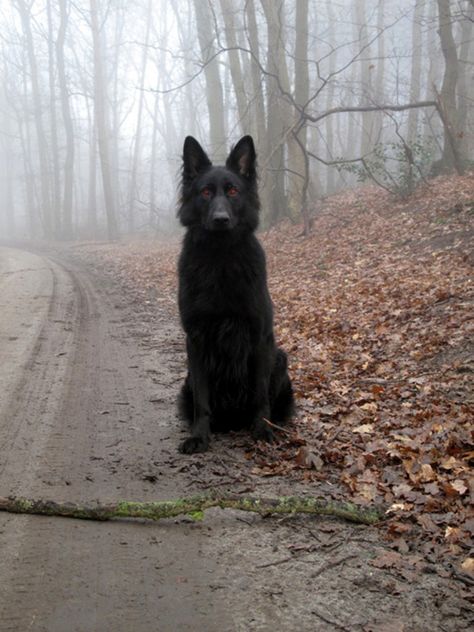 A beautiful good hell hound Black German Shepherd, Airedale Terrier, Black Wolf, Wolf Dog, Six Feet Under, Sirius Black, Shepherd Puppies, Blood Red, German Shepherd Puppies