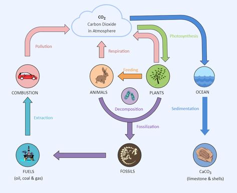 Photosynthesis Respiration Diagram Respiration Diagram, Carbon Cycle Diagram, Natural Resources Lesson, Ecological Pyramid, The Carbon Cycle, Green Roof Project, Plant Uses, Igcse Biology, Eco Project