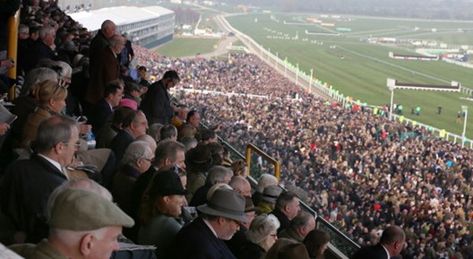 National Hunt Racing, Cheltenham England, Cheltenham Races, Cheltenham Festival, Festival Dates, Sports Highlights, British Country, English Horse, Sports Website