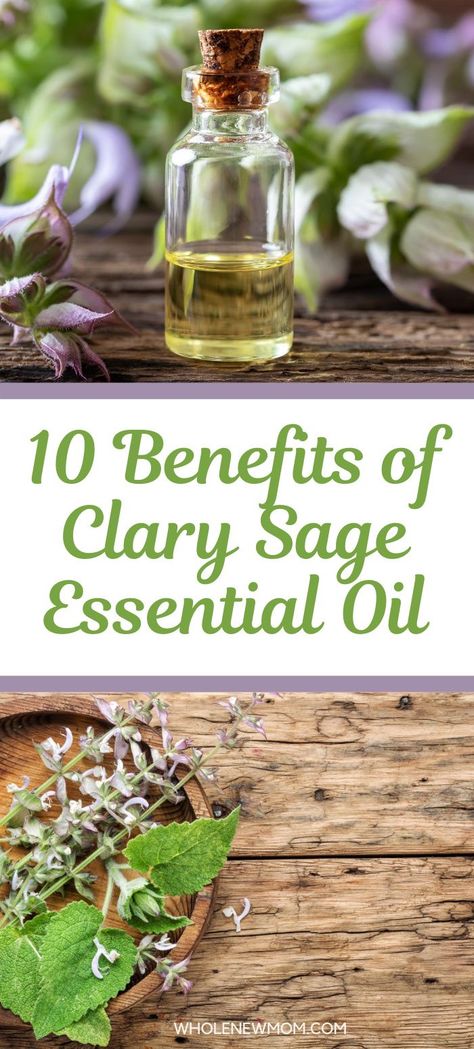 Clary Sage Essential Oil Benefits, Sage Essential Oil Benefits, Sage Benefits, Natural Remedies For Insomnia, Selling Essential Oils, Clary Sage Oil, Clary Sage Essential Oil, Essential Oil Plants, Sage Essential Oil