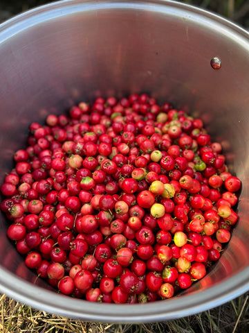 Phil's Complete Mayhaw Jelly Recipe Mayhaw Jelly Recipe, Mayhaw Jelly, Picking Berries, Southern Cornbread, Jelly Recipe, Berry Picking, Happy Cow, Homesteading Skills, Jelly Recipes