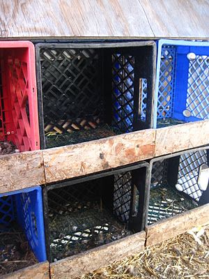 Milk crate nesting boxes for mom and her silly chickens Milk Crate Nesting Boxes, Crate Nesting Boxes, Silly Chickens, Building A Greenhouse, Chicken Nesting Boxes, Chicken Tractors, Chicken Feeders, Chicken Life, Build A Greenhouse