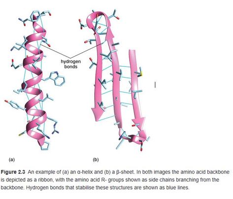 Protein folding - Secondary structures Primary Structure Of Proteins, Protein Structure And Function, Protein Synthesis Notes, Secondary Structure Of Protein, Protein Synthesis Activity, Protein Folding, Protein Structure, Evolutionary Biology, Environmental Science