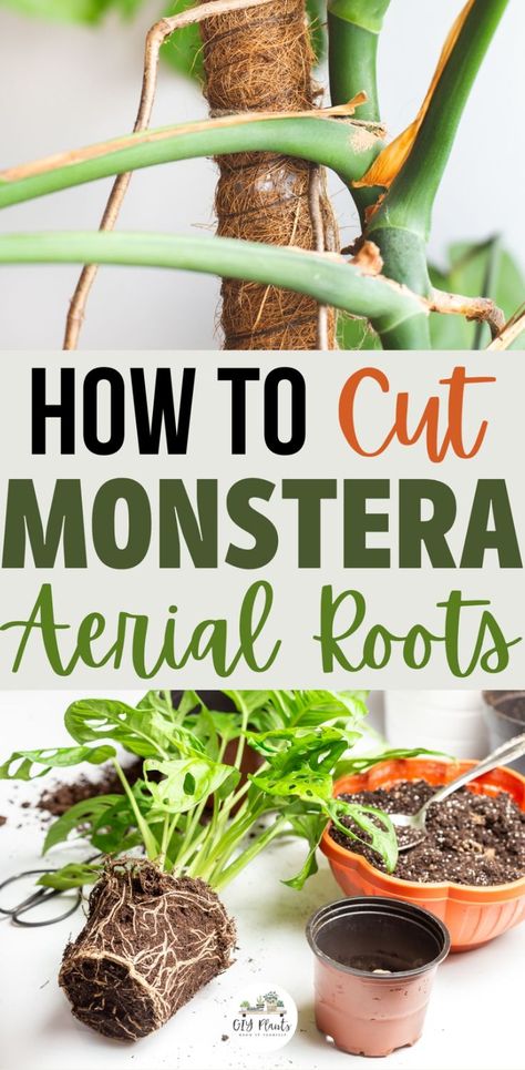 How to Cut Monstera Aerial Roots Monstera Aerial Roots, Growing Monstera, Monstera Deliciosa Care, Indoor Cactus Plants, Monstera Plant Care, Monstera Plants, Inside Garden, Household Plants, Plant Crafts