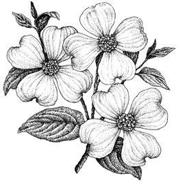 Dogwood Tattoo, Dogwood Flower Tattoos, Wildflowers Tattoo, Samoan Designs, Hawaiian Tattoos, Tree Tattoo Arm, Love Symbol Tattoos, Polynesian Tattoo Designs, Girls With Sleeve Tattoos