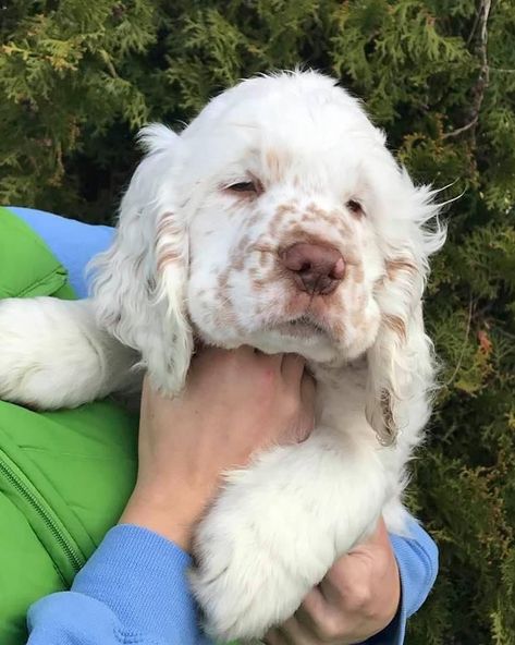 Lucy & Mr Willoughby on Instagram: “Puppy Puddy 🐶❤️ #nationalpuppyday #clumberspaniel #clumber” Clumber Spaniel Puppy, Clumber Spaniel, National Puppy Day, English Springer, Bernese Mountain Dog, Cute Cows, Spaniel, Animals And Pets, Fairy Tales