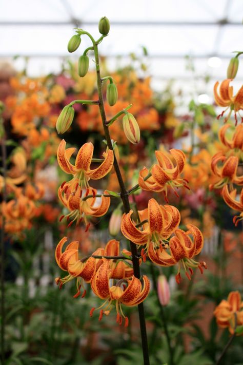 Lilium martagon ‘Tobacco’ Lilium Martagon, Martagon Lily, Colored Flowers, Flowering Plants, Small Balcony, Woman Painting, Caicos Islands, Front Garden, Flower Seeds