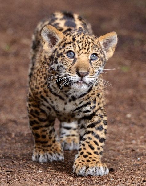 Jaguar cubs continue to nurse until they are 5-6 months old, although they eat meat caught by their mother. (photo by Mike Wilson) Drawing Board, Large Cats, Exotic Pets, Beautiful Cats, 귀여운 동물, Animals Friends, Big Cats, Cool Cats