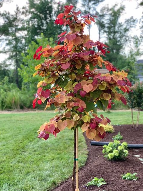 Along House Landscaping Ideas, Lombardi Poplar Trees, Small Tree To Plant Near House, Mn Landscaping Ideas, Mini Trees Landscaping, Red Bud Trees Landscaping, Flame Thrower Redbud Tree, Ornamental Trees Landscaping, Fall Landscaping Front Yard