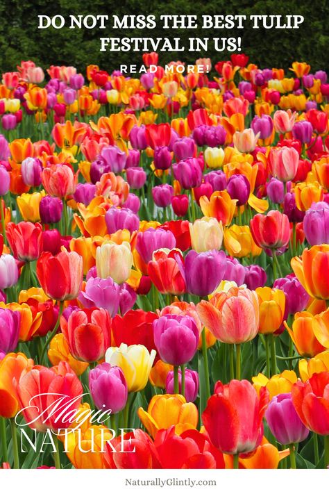 Tulip lovers, rejoice! 🌷 The Skagit Valley Tulip Festival in Washington is a must-visit in April. Oregon’s Wooden Shoe Tulip Festival offers breathtaking views of colorful tulip fields. Perfect for spring vacations or day trips, these festivals showcase the beauty of blooming flowers. Learn when to visit and plan your ultimate tulip-filled adventure today! Click and read my article!
 #bloomingflowers #springvacation #springseason #plantsgarden #springimages Antelope Valley Poppy Reserve, Skagit Valley Tulip Festival, Carlsbad Flower Fields, Skagit Valley, Spring Images, Desert Botanical Garden, Silver Falls, Tulip Festival, Wooden Shoe