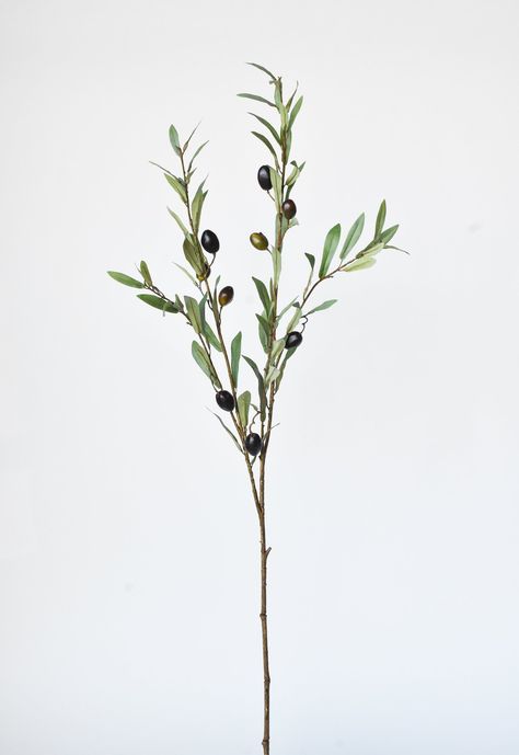 Olive Tree Sketch, Olive Green Decor, Pictures Of Leaves, Olive Decor, Green Era, Olive Green Wallpaper, Stem Plant, Flower Reference, Olive Plant