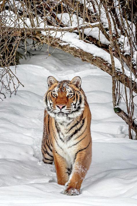 The Beauty of Wildlife Regnul Animal, Cat Species, Tiger Pictures, Exotic Cats, Siberian Tiger, Cute Tigers, Majestic Animals, A Tiger, Large Cats