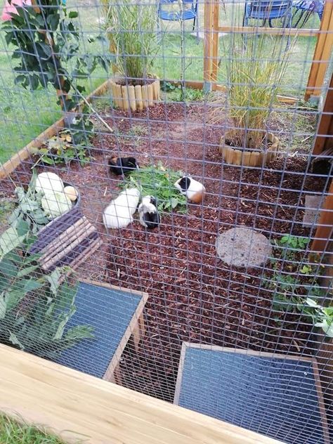 Outside Guinea Pig Enclosure, Guinea Pig Outdoor Enclosure, Outdoor Guinea Pig Enclosure, Pig Ideas, Bunny Garden, Guinea Pig House, Pig House, Pet Enclosure, Rabbit Hutch