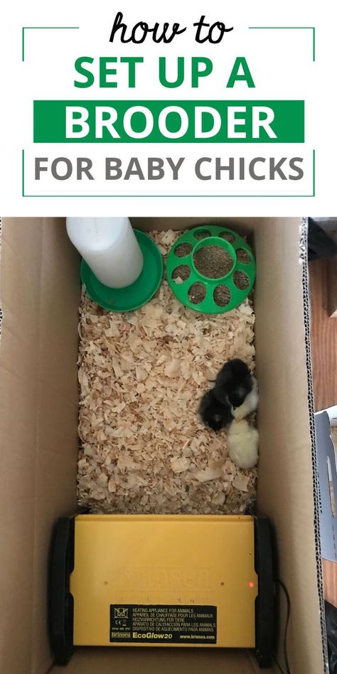 Before you bring chicks home from the feed store there are several things you must have. One is a brooder. And you need to have the brooder ready before you ever buy your chicks. This post contains a list of everything you need to set up your brooder and how to raise baby chicks successfully. Quail Brooder, Baby Quail, Baby Chicks Raising, Types Of Chickens, Feed Store, Nesting Boxes, Baby Chicks, Fresh Eggs, How To Set Up