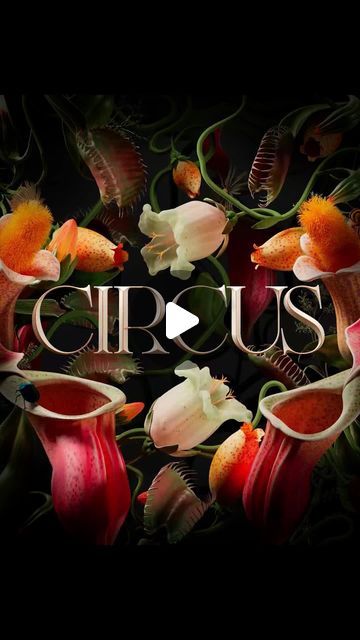 TAVO STUDIO on Instagram: "NEW WORK!!!! 🎪 Two years ago, we embarked on a creative journey that culminated in bringing the dazzling world of Circus to life! 🌈 Both the vibrant, plant-filled video branding and the overall club image were meticulously crafted by our studio. Today, we are thrilled to finally share the magic we breathed into Circus two years ago. Relive the exclusivity of Circus! 🚀✨ #artdirection #redshift #c4d #maxonc4d #motiondesign #cinema4d @maxonvfx @maxonredshift @sidefxhoudini 🔗 Want to experience the full magic? Click the link in our bio to explore the complete Circus project! #LinkInBio TA\VO STUDIO TEAM @juan_linera @davidepsd @b.romeros @tavo_ponze Sound Design by @smideragency" Video Branding, Circus Design, The Dazzling, Sound Design, Cinema 4d, Visual Design, Motion Design, Art Direction, Click The Link