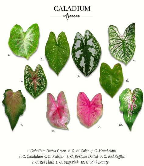 Which Caladium plant is your favorite? 🌿 Comment below 👇🏼 🪴 Shop @plant_vault 🪴 #caladium #caladiumlovers #caladiums #caladiumaddict #caladiumlover #caladiumcollection Caladium Plant, Craftsman Interior Design, Flower Garden Pictures, Plantas Interior, Craftsman Interior, Plant Care Houseplant, Leafy Plants, Plant Guide, Colorful Plants