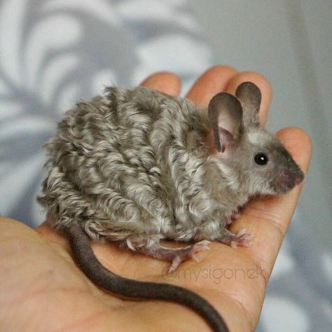 Polish Mouse Breeder Shares 40 Pics Of Their Fancy Mice Curly Mouse, Fancy Mice, Fancy Mouse, Funny Rats, Cute Rats, Pet Mice, Most Beautiful Animals, Pretty Animals, Cute Mouse