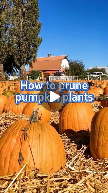 SeedToHarvest on Instagram: "Tips for planting pumpkins #garden #gardening #gardeningtips #planting #pumpkin" Pumpkin Patch Garden, When To Plant Pumpkins, Pumpkin Plant, Planting Pumpkins, Pumpkin Garden, Growing Pumpkins, Banyan Tree, May 11, Instagram Tips