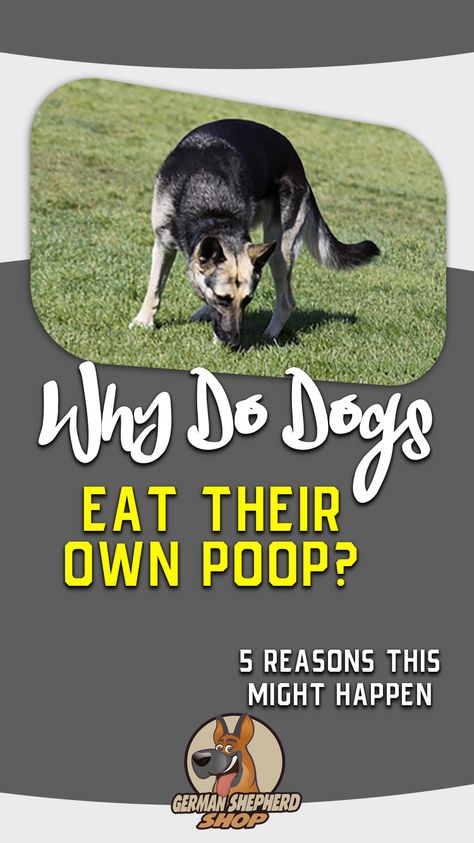 Why Do Dogs Eat Their Own Poop? Why Do Dogs Eat Their Poop, Dog Paw Care, Behavior Tips, Dog Skin Care, Chaotic Energy, Training Puppy, Dog Remedies, Dog Spay, Dog Wellness