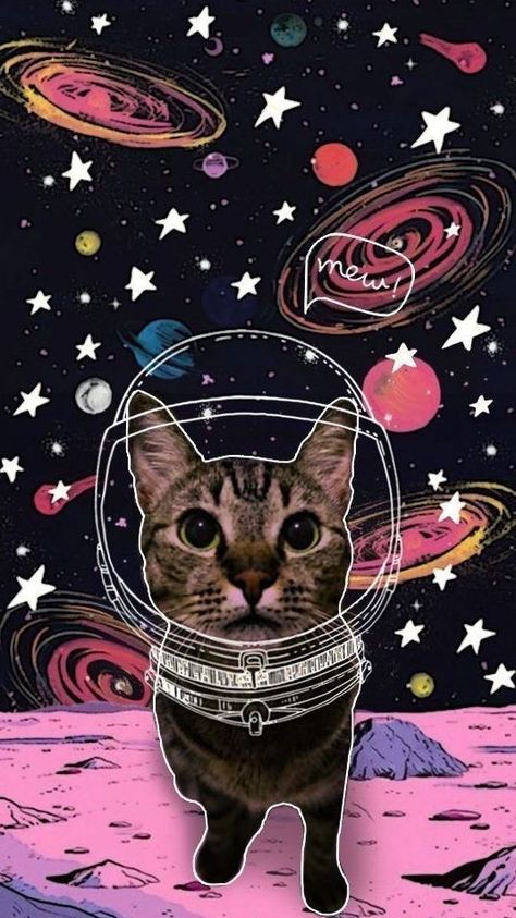 A Cat, Feline, Planets, Stars